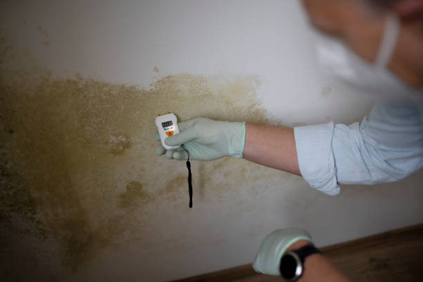 Best Emergency Mold Remediation in White Plains, NC