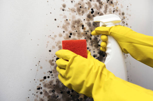 Best Post-Flood Mold Remediation in White Plains, NC