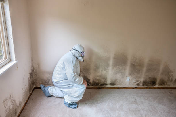 Best DIY Mold Remediation Support Services in White Plains, NC