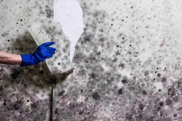 Best Mold Remediation for Specific Building Types in White Plains, NC